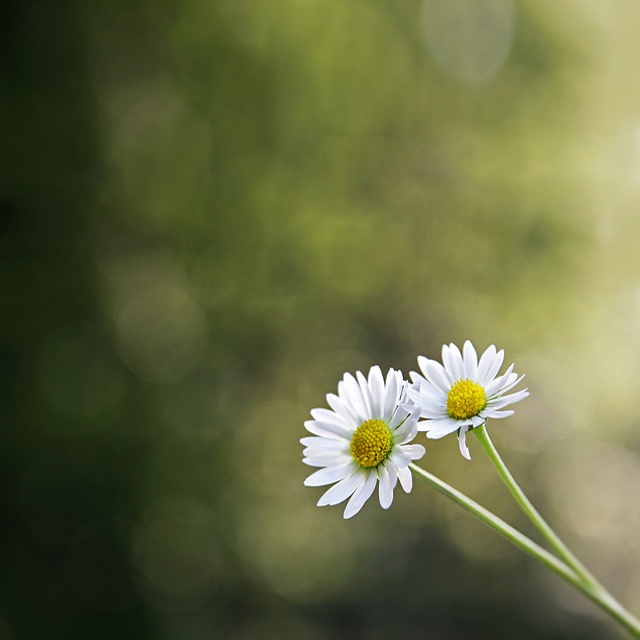 Two Daisy